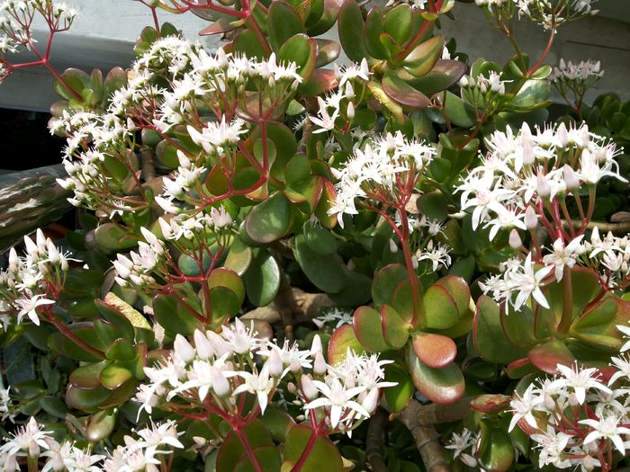 4 Crassula ovata