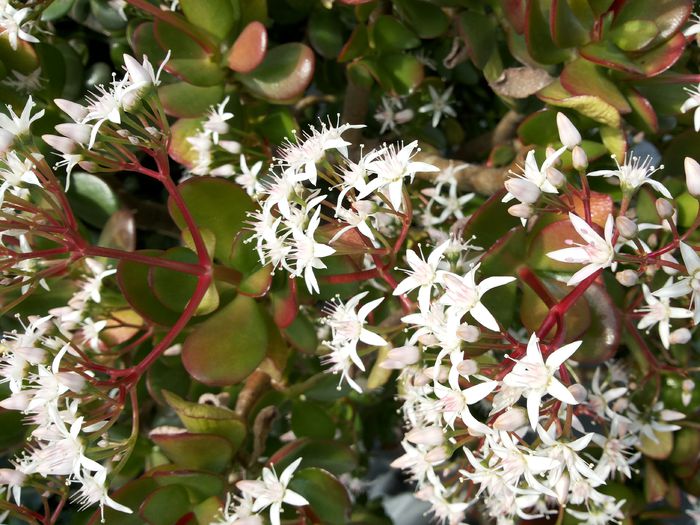 11 Crassula ovata