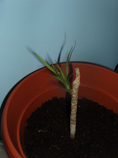 dracena - inceput de februarie 2015