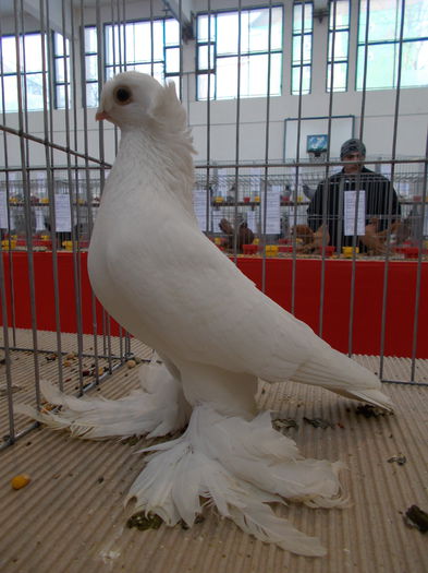 Expo.Mediaș  Asoc. TÂRNAVA-MARE