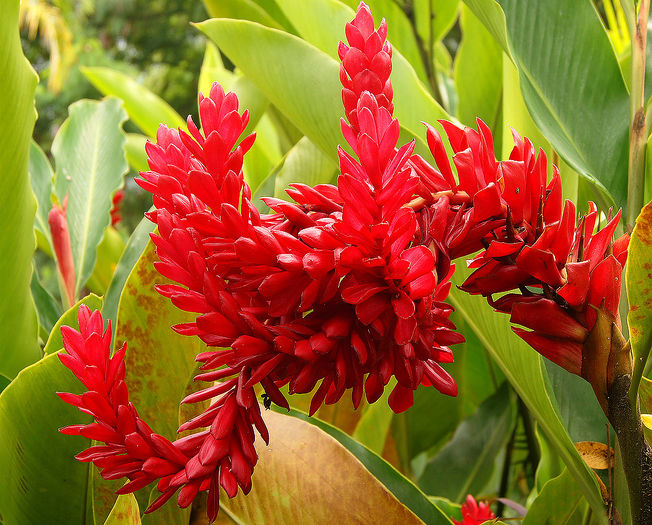 Alpinia-purpurata- - ao-alte seminte rare