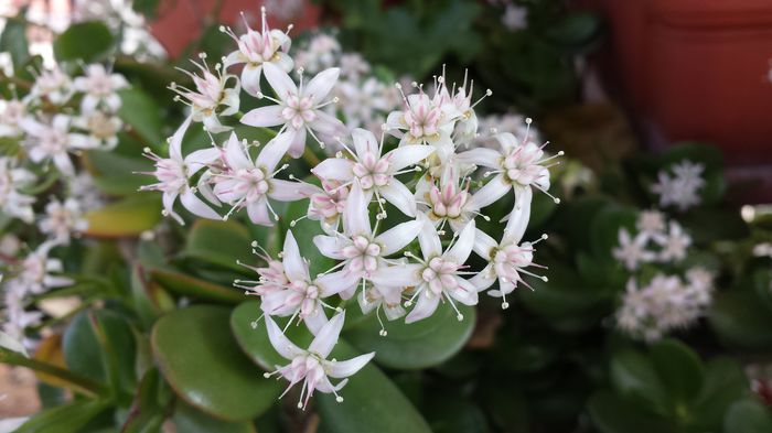 57 Crassula ovata