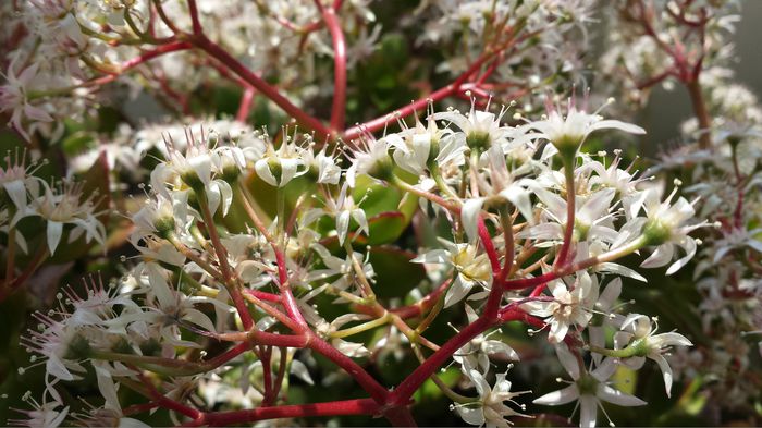 37 Crassula ovata