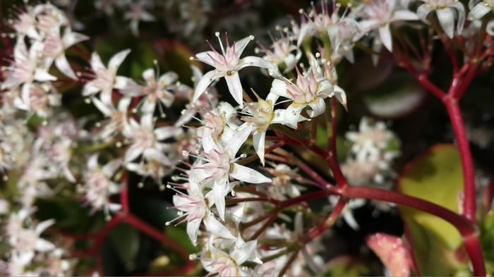 39 Crassula ovata