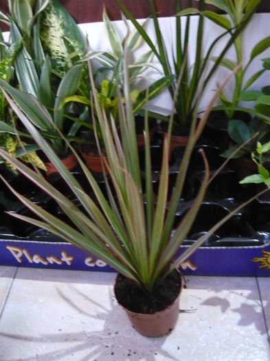 dracaena cu margini roz disponibil