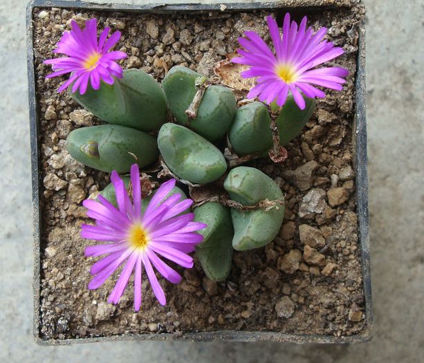 Conophytum bicarinatum L. Bolus 1939.; Origine: Africa de Sud (Northern Cape Province)
