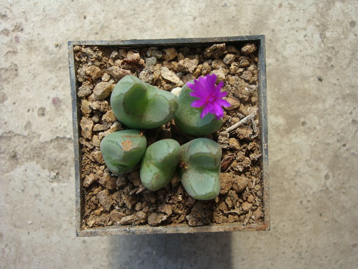 Conophytum bicarinatum L. Bolus 1939.; Origine: Africa de Sud (Northern Cape Province)
