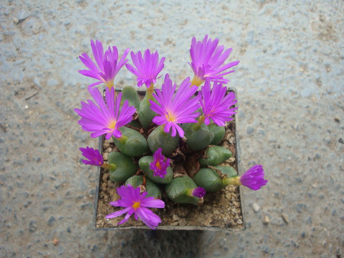 Conophytum bicarinatum L. Bolus 1939.; Origine: Africa de Sud (Northern Cape Province)
