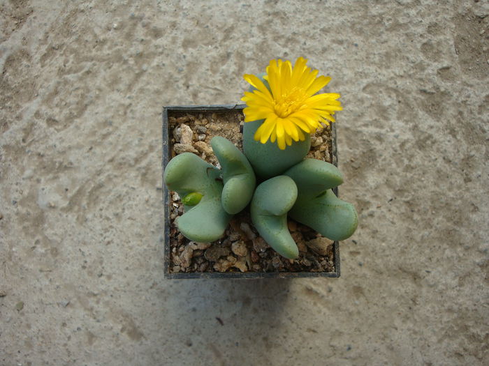 Conophytum bilobum (Marloth) N.E.Br. 1922.; Origine: Africa de Sud (Northern Cape Province - Mica Namaqualand)
