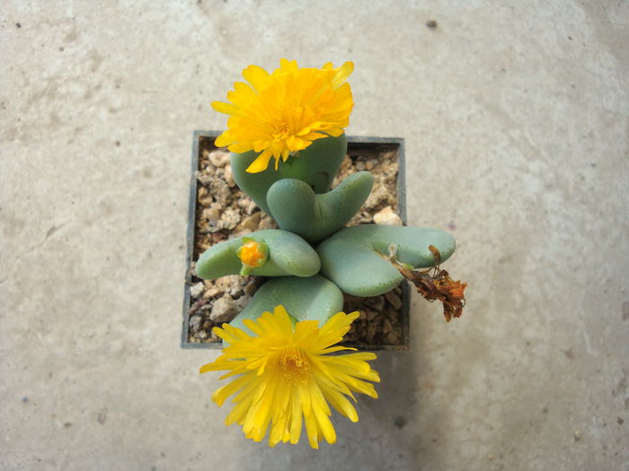 Conophytum bilobum (Marloth) N.E.Br. 1922.; Origine: Africa de Sud (Northern Cape Province - Mica Namaqualand)
