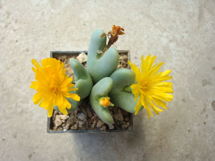 Conophytum bilobum (Marloth) N.E.Br. 1922.; Origine: Africa de Sud (Northern Cape Province - Mica Namaqualand)
