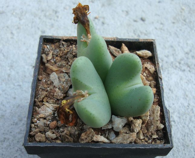 Conophytum bilobum (Marloth) N.E.Br. 1922.; Origine: Africa de Sud (Northern Cape Province - Mica Namaqualand)
