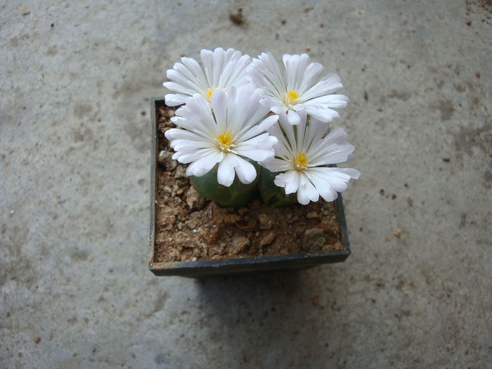 Conophytum limpidum S.A.Hammer 1993. (9) - Genul Conophytum