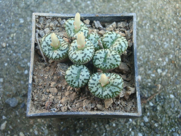 Conophytum obcordellum (Haw.) N.E.Br.1922. (5) - Genul Conophytum