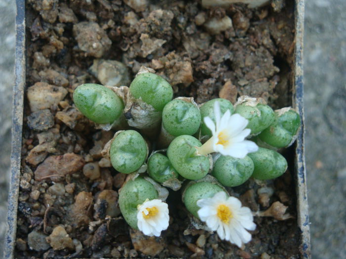 Conophytum tantillum ssp. lindenianum (Lavis & S.A.Hammer) S.A.Hammer 1991. (7)