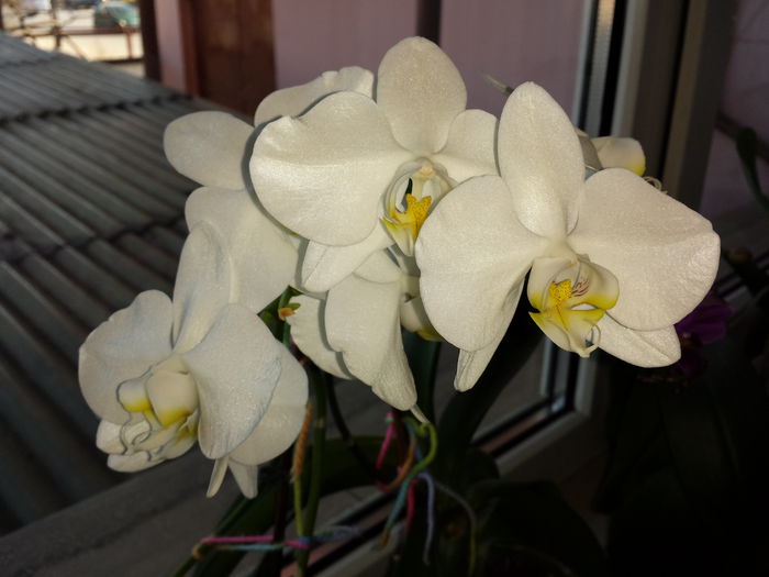 9 Orhidee Phalaenopsis