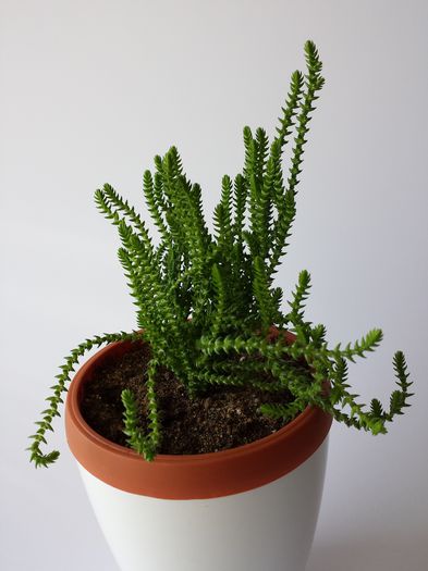 72 Crassula muscosa