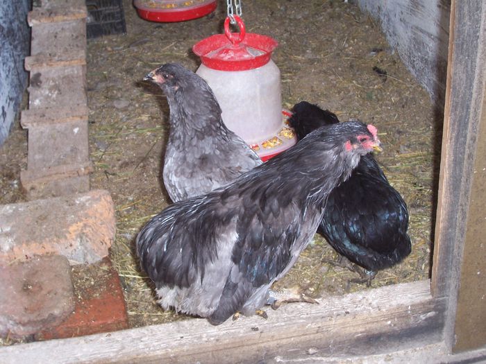 100_8970 - 2015 Araucana albastru