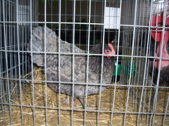 100_8832 - 2015 Australorp albastru