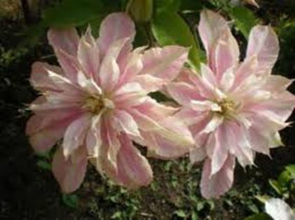 clematis innocent blush