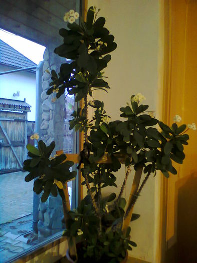 Euphorbia 100 lei - suculente