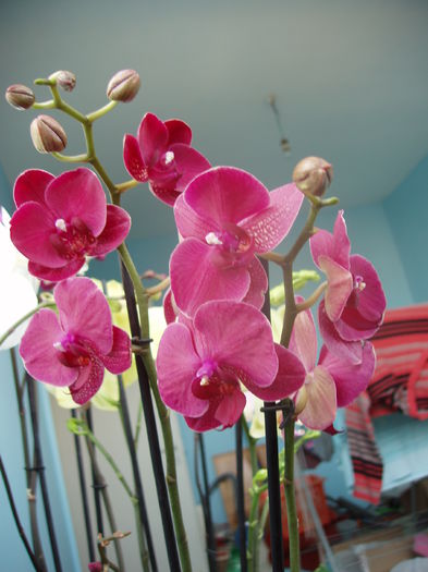 orhidee - sfarsit de februarie 2015