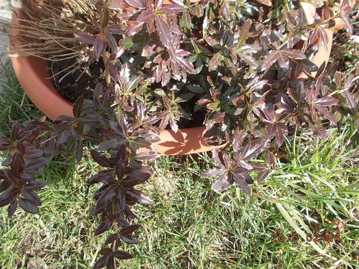 berberis red juwel (colorit schimbator si fascinant)