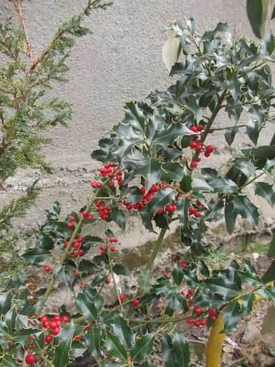 ilex -da culoare  iernii