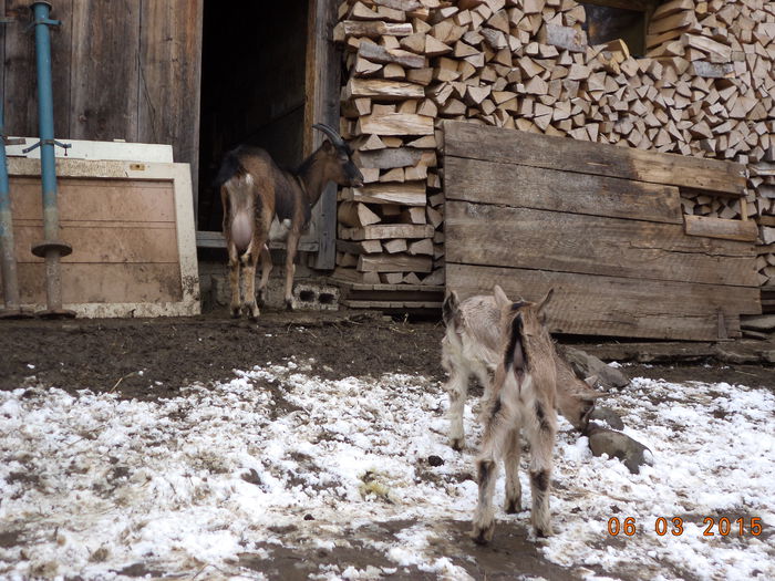 Negruta intra in sura - FATARI ALPINELE-2015-IEZISORII