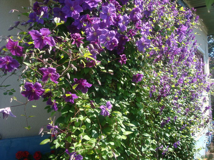 Clematis viticella  'Etoile Violette'