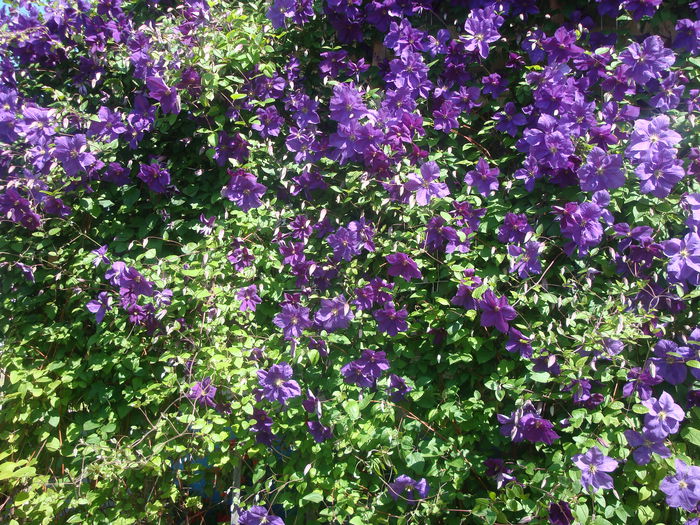 Clematis viticella 'Etoile Violette'