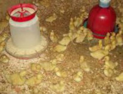 IMG_20150307_152654 - VAND RATE PEKIN