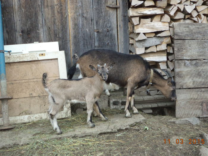 Tapul cu cornite - FATARI ALPINELE-2015-IEZISORII