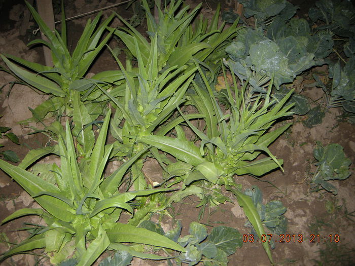 salata - plante de gradina