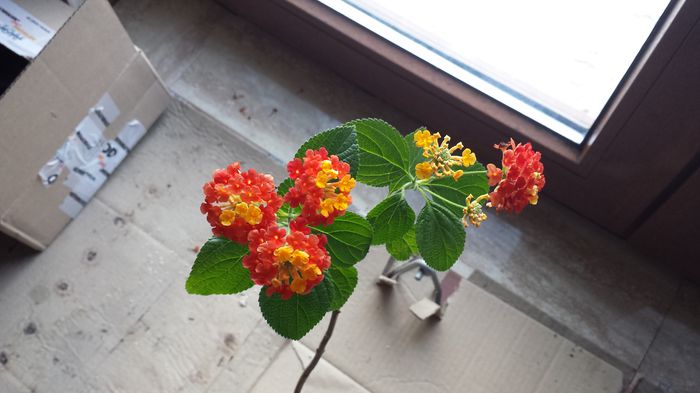 2015-03-12; Lantana
