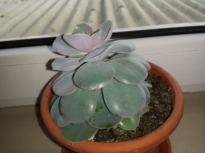 122 Echeveria nurnberg