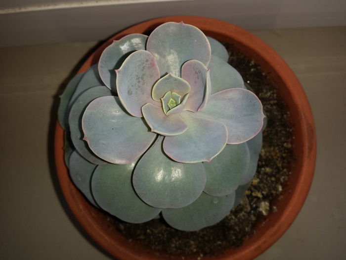 124 Echeveria nurnberg