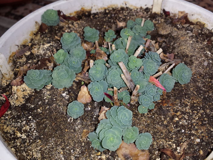 125 Sedum sieboldii