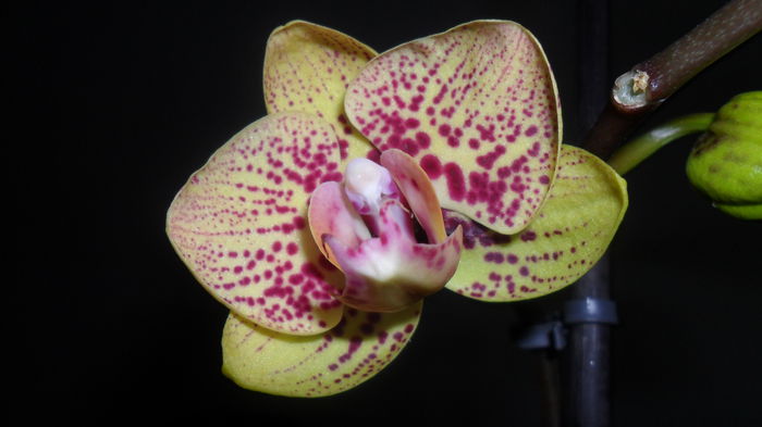 SAM_2571 - phalaenopsis