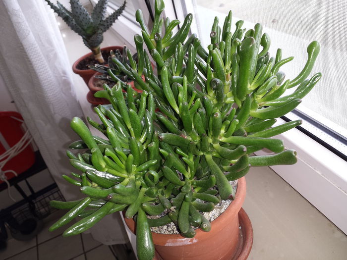 132 Crassula ovata convoluta gollum