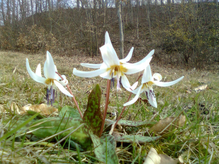 MASEAUA CIUTEI - PLIMBARE 8 MARTIE 2015__16 martie 2015__19 aprile 2015