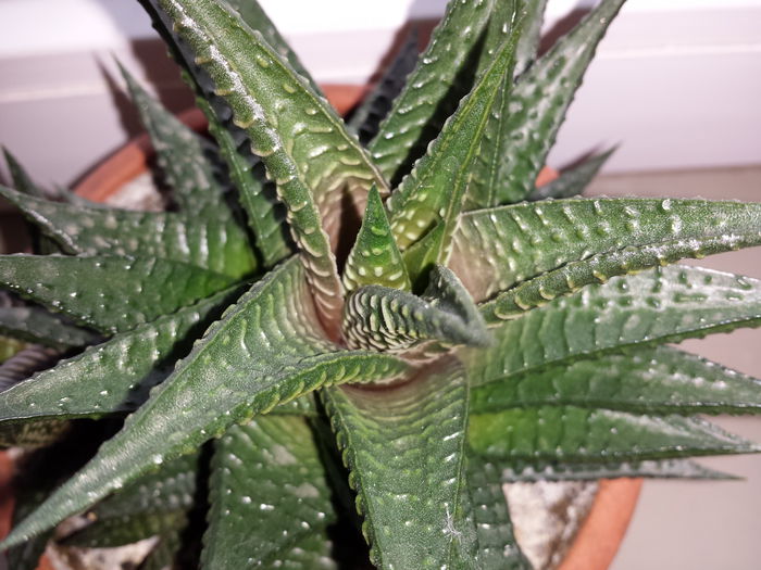 149 Haworthia limifolia