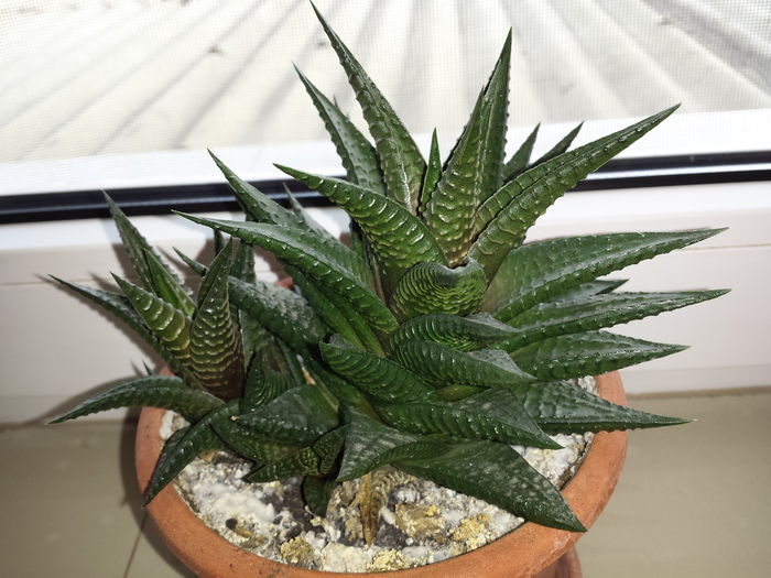 150 Haworthia limifolia