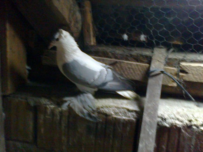 Mascul Saxonia - Achizitii de porumbei