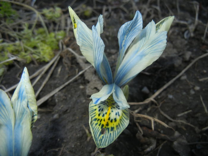 Iris Katharine Hodgkin (2015, March 04)