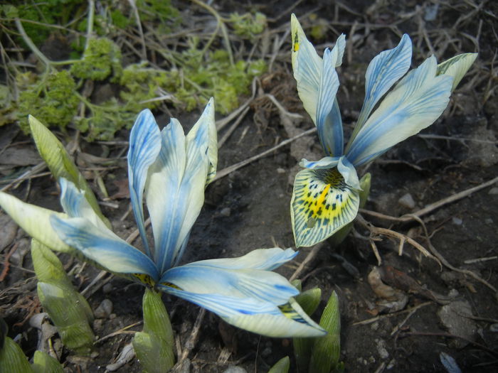 Iris Katharine Hodgkin (2015, March 04) - Iris reticulata Katharine Hodgkin