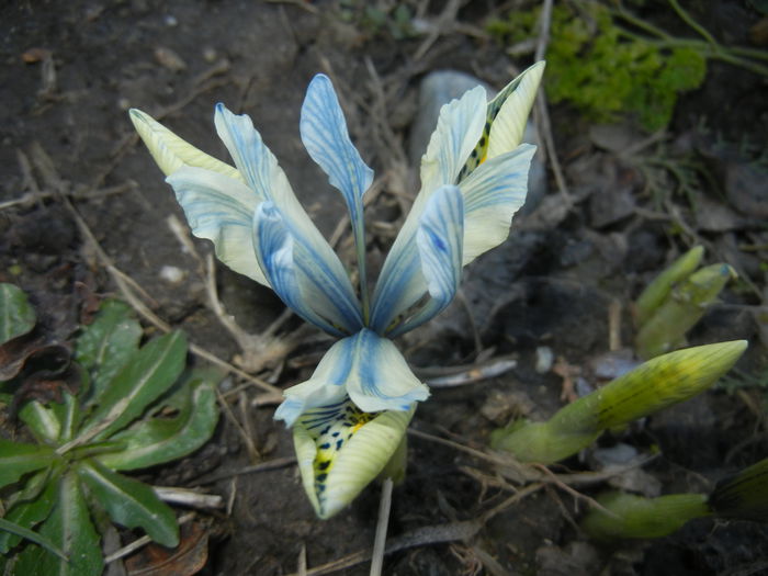 Iris Katharine Hodgkin (2015, March 04) - Iris reticulata Katharine Hodgkin