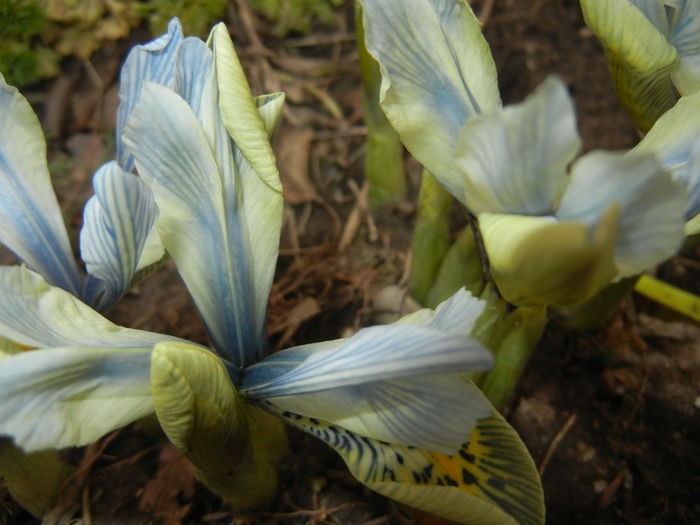 Iris Katharine Hodgkin (2015, March 05)