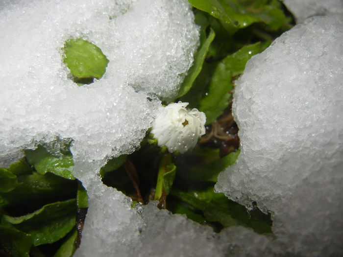 Bellis perennis (2015, March 06)