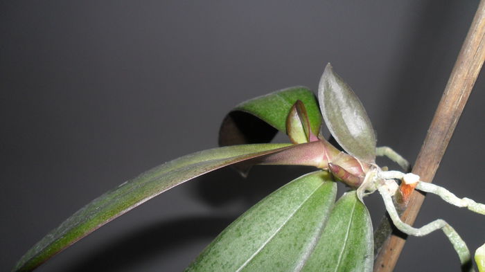 SAM_2578 - phalaenopsis